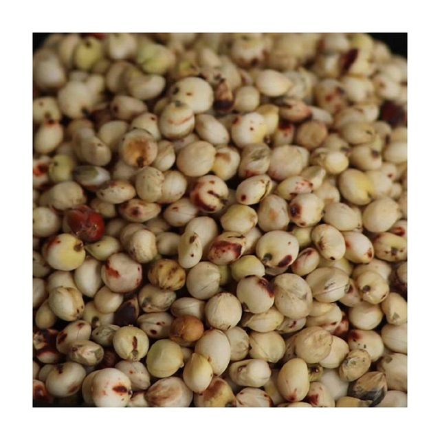Bulk Sorghum Grain