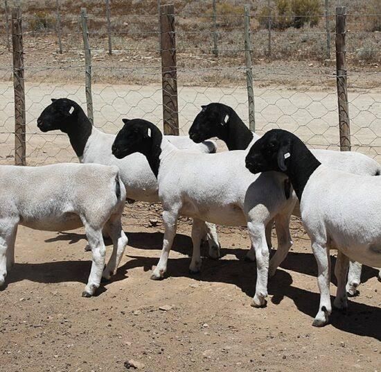 Black Head Dorper Sheep herd in open farm environment