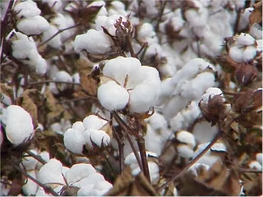 Natural cotton bale close-up