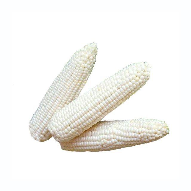 Export Quality Maize