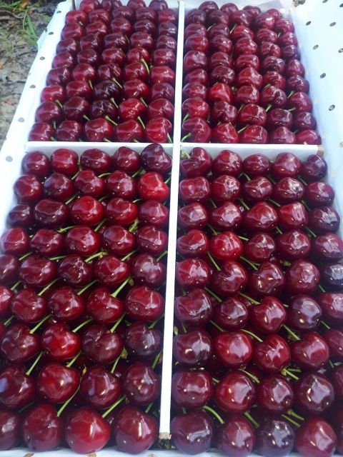 Sweet cherries in a basket