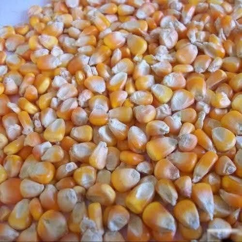 Non GMO Yellow Corn Maize