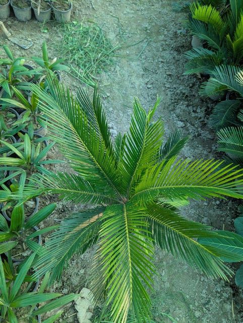 Close-up of Sago Palm Leaves - Image 2