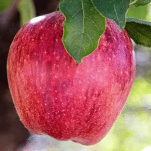 Red Delicious Apple 2