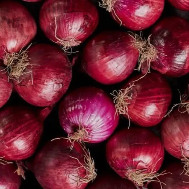 Close-up of individually sorted fresh red onions