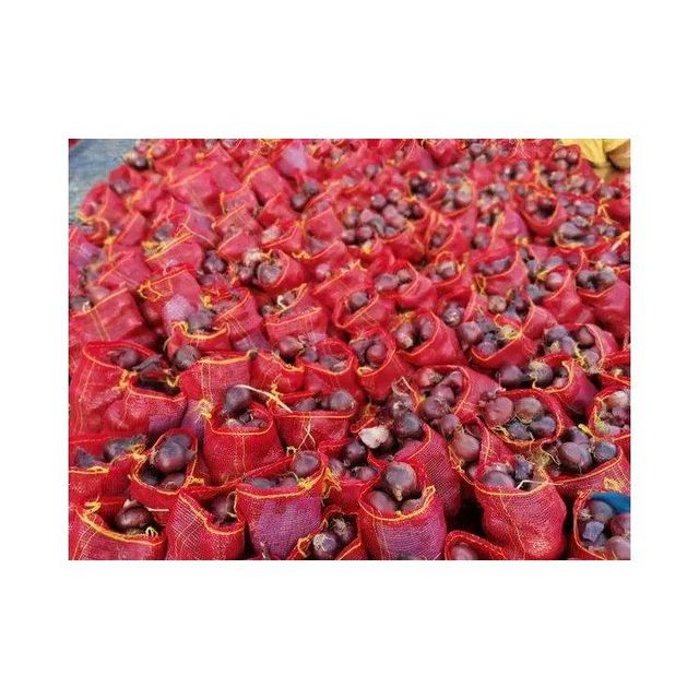 Top Grade Red Onion - Wholesale