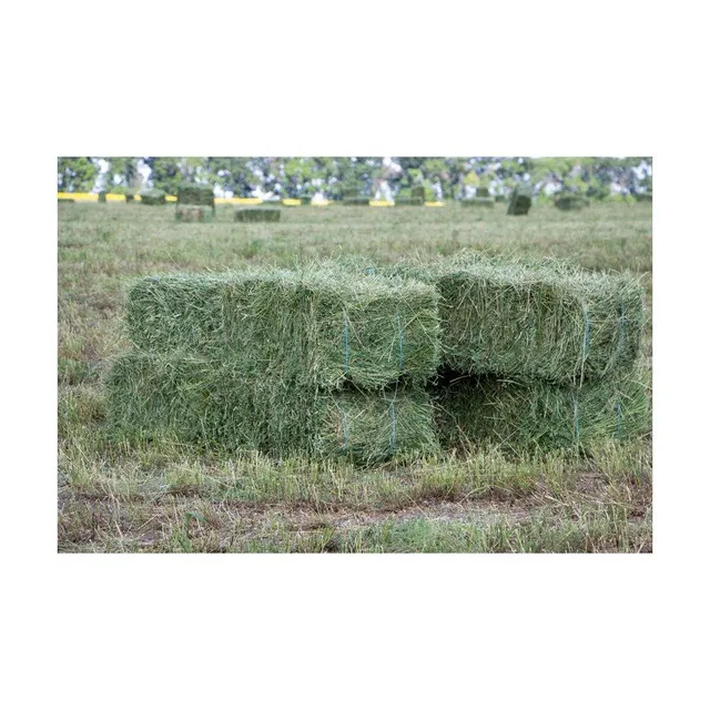 Premium alfalfa hay bale