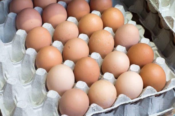 Fresh Frozen Chicken Table Egg with White Shell