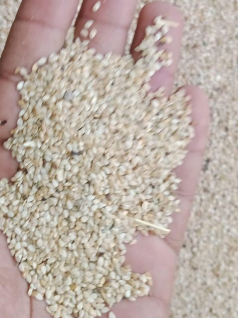 White Sesame Seeds 2