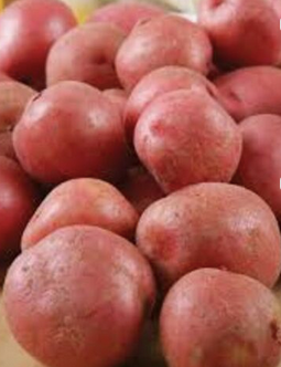 Fresh Normal Potato