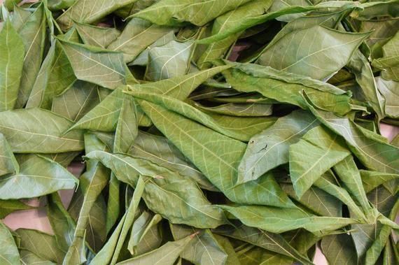 Aquarium Dried Leaf