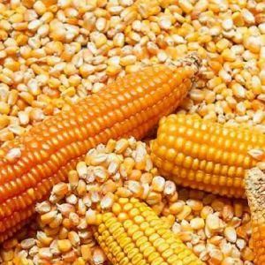 Yellow Corn Image 3