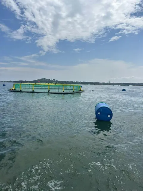 Floating fish cage structure on water