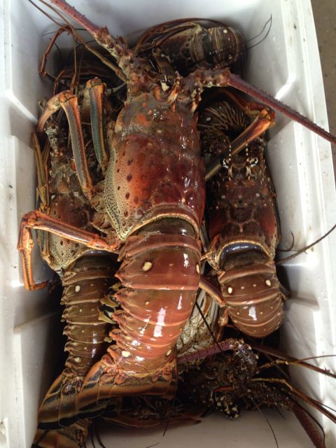 Frozen Whole Lobster