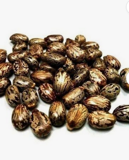 Castor Oil Application