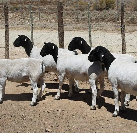Boer goats for sale