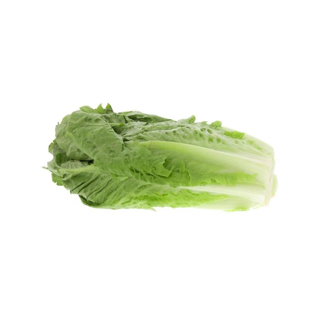Fresh Lettuce