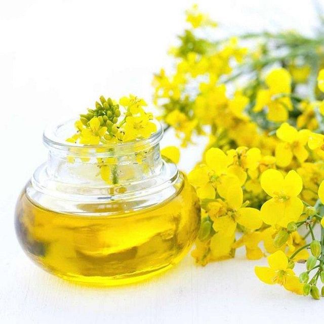 Organic Canola Oil for Food Manufacturing