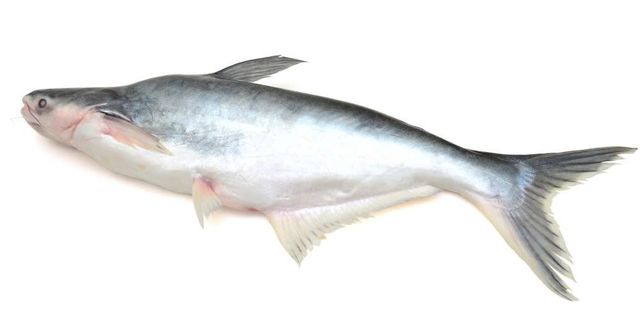 Pangasius Image 5