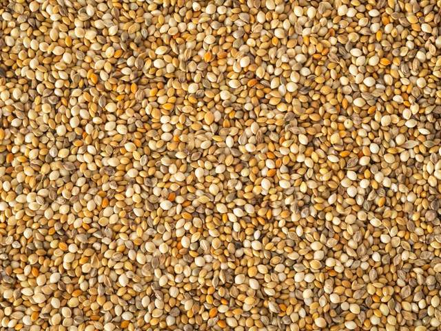 Bulk Packaging of Pearl Millet