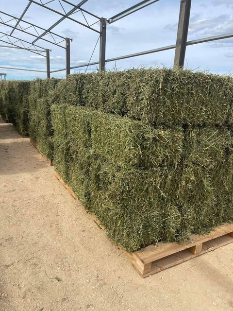 Alfalfa Hay Bundle