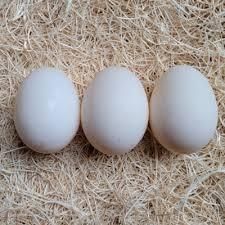 Overhead view of white chicken eggs in carton