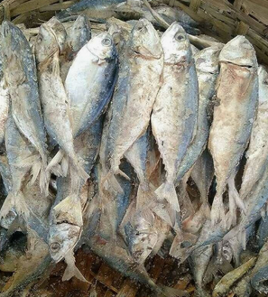 Frozen Seabass Fillet