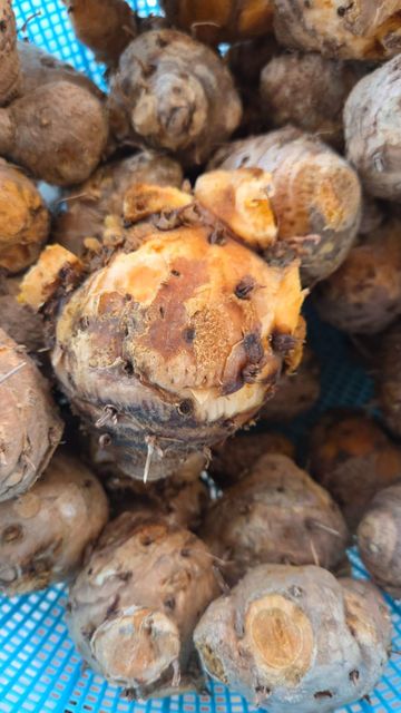 Javanese Turmeric with Leaves