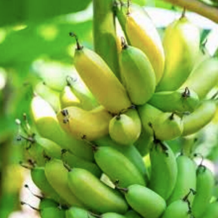 Fresh Green Cavendish Banana