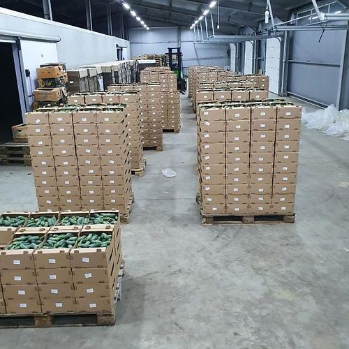 Fresh Cucumbers