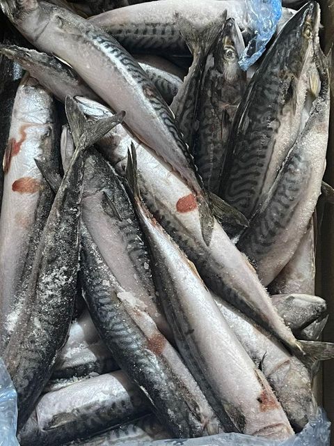 Fresh Fish 1