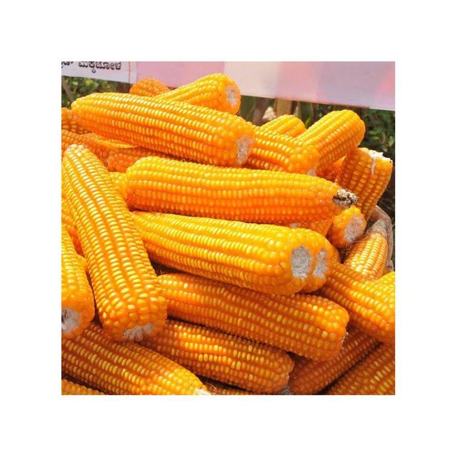 Yellow corn in packaging