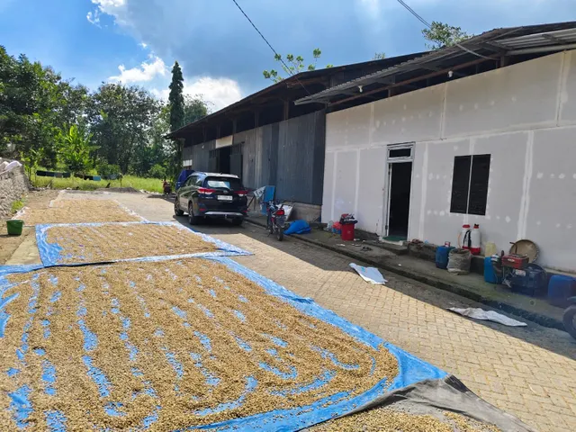 Indonesia Premium Robusta Green Coffee Beans in bag