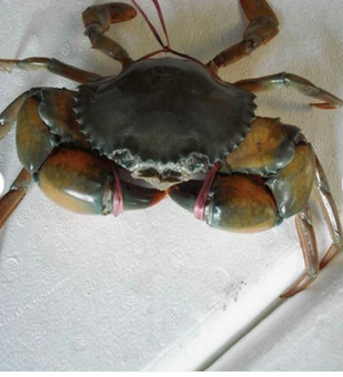 King Crab in Storage
