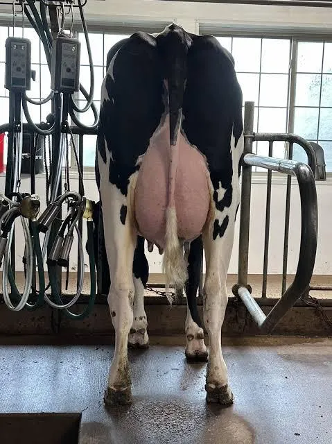 Purebred Holstein Cow grazing in a farm pasture