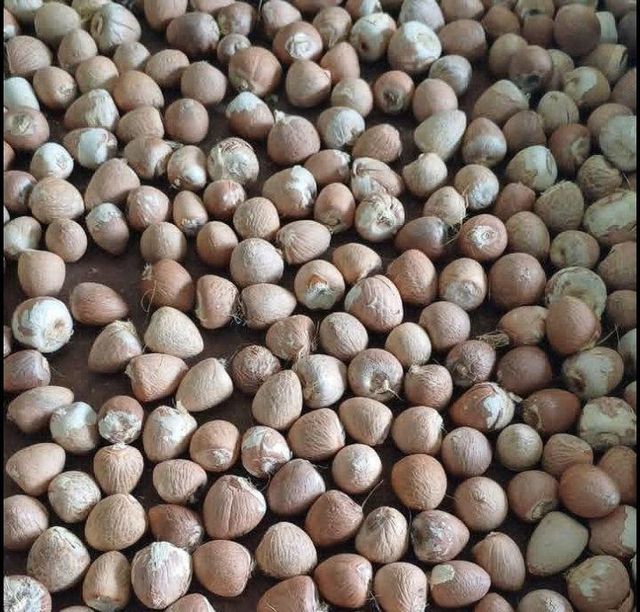 Areca Nut Product Image 5