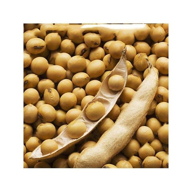 Soybean Seeds