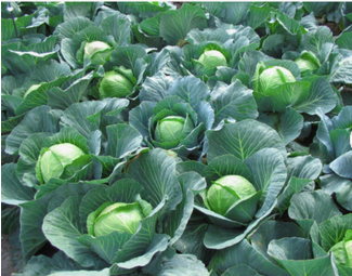 Fresh Cabbage
