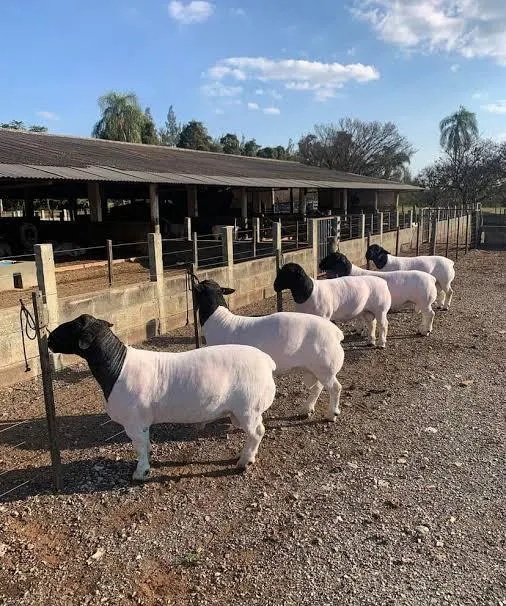 Merino sheep herd