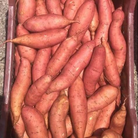 Fresh Sweet Potato