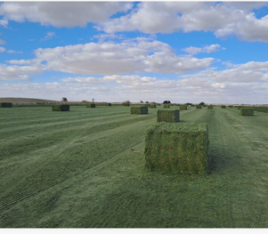 Alfalfa Hay Bale