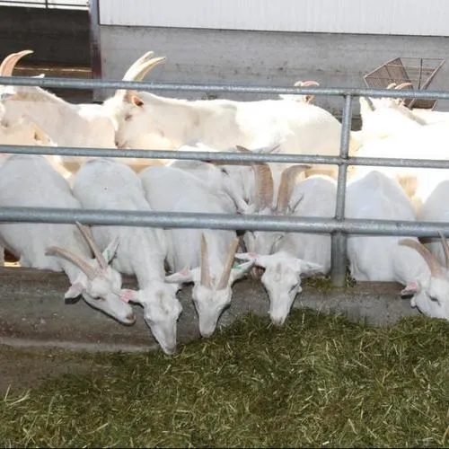 White Saneen Milking Goat in natural environment