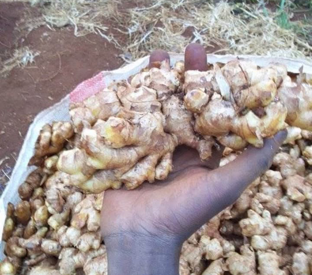 Ginger Product Image 1