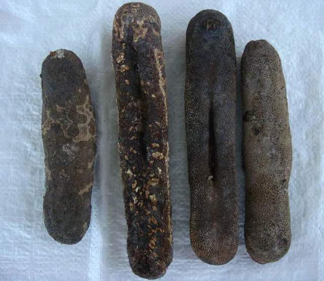 Dried Sea Cucumber Product Image 1
