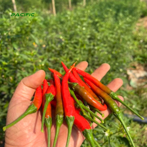 Red Chilli 5