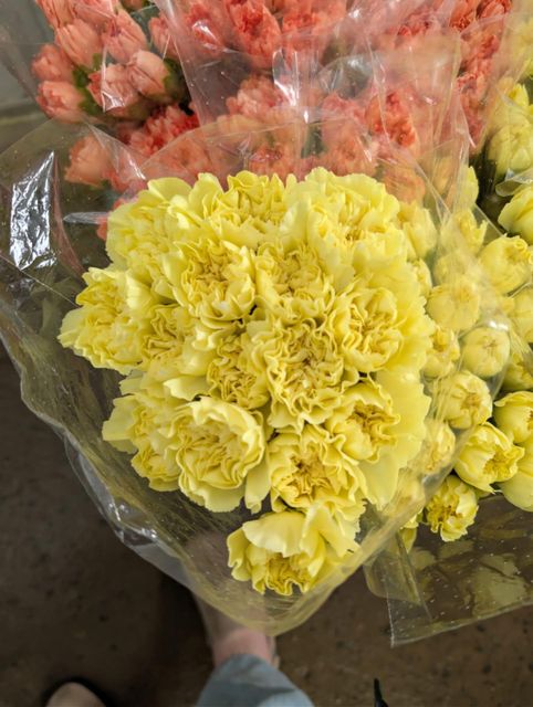 Premium Carnation Bloom