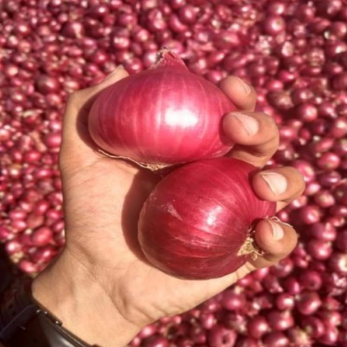 Fresh Onion