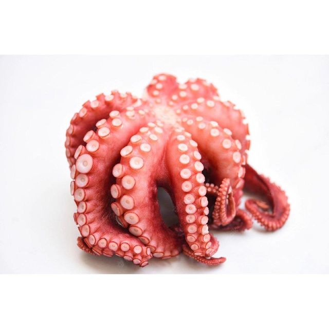 Frozen Whole Octopus