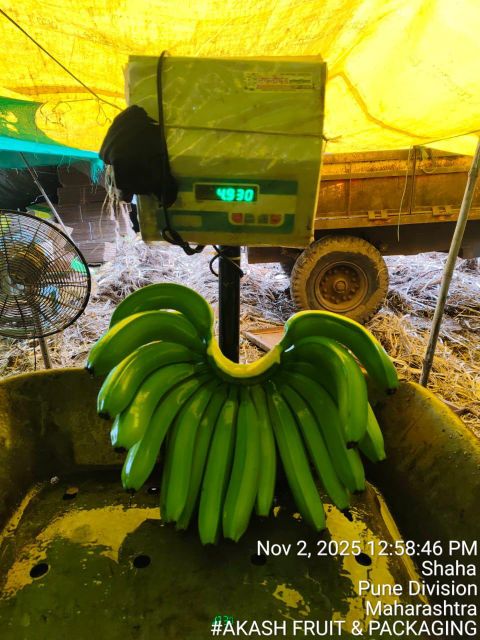 Cavendish Banana Image 3