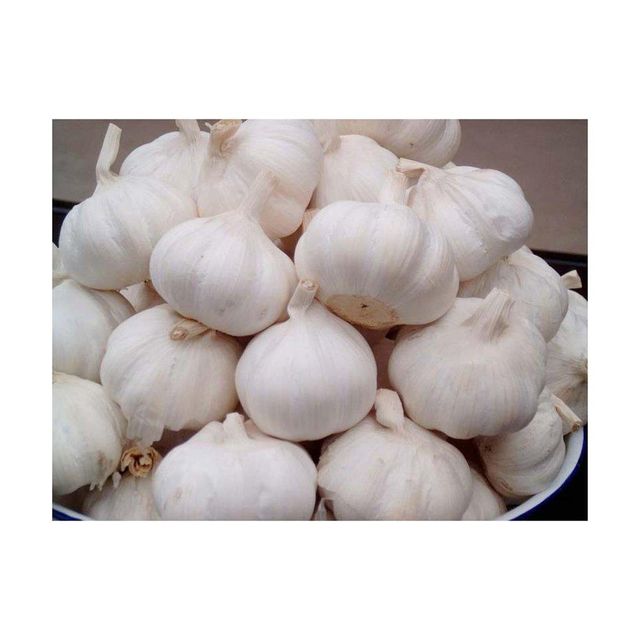 Fresh Purple Garlic